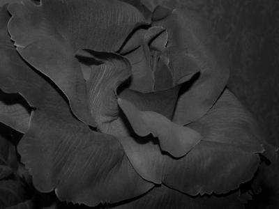 Oo La vie est -elle rOse? oO